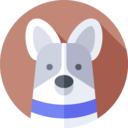 animals,mammal,pet,animal kingdom,dog,border collie